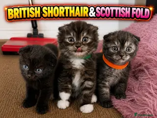 Mixed Breed cats GORGEOUS British ShortHair&Scottish Fold Kittens - Advert 5