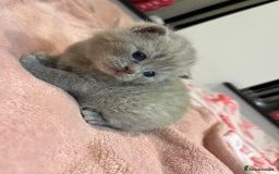 Brazilian Shorthair cats for sale: Pedigree British Shorthair Kittens Golden & Lilac - Image 10