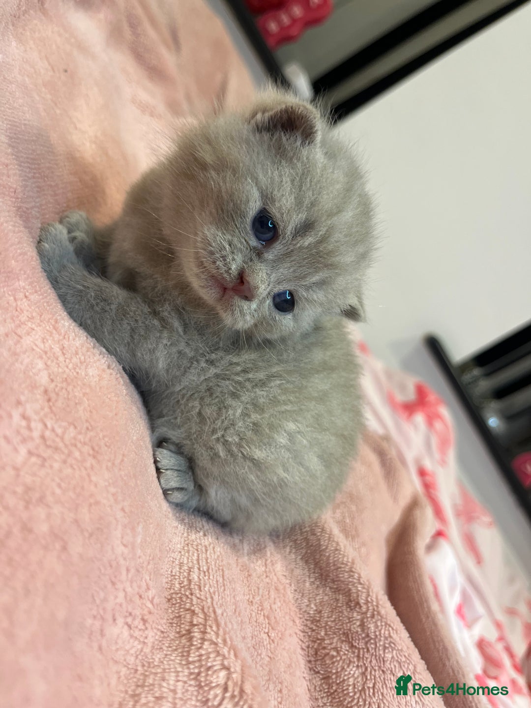 Brazilian Shorthair cats for sale: Pedigree British Shorthair Kittens Golden & Lilac - Image 10