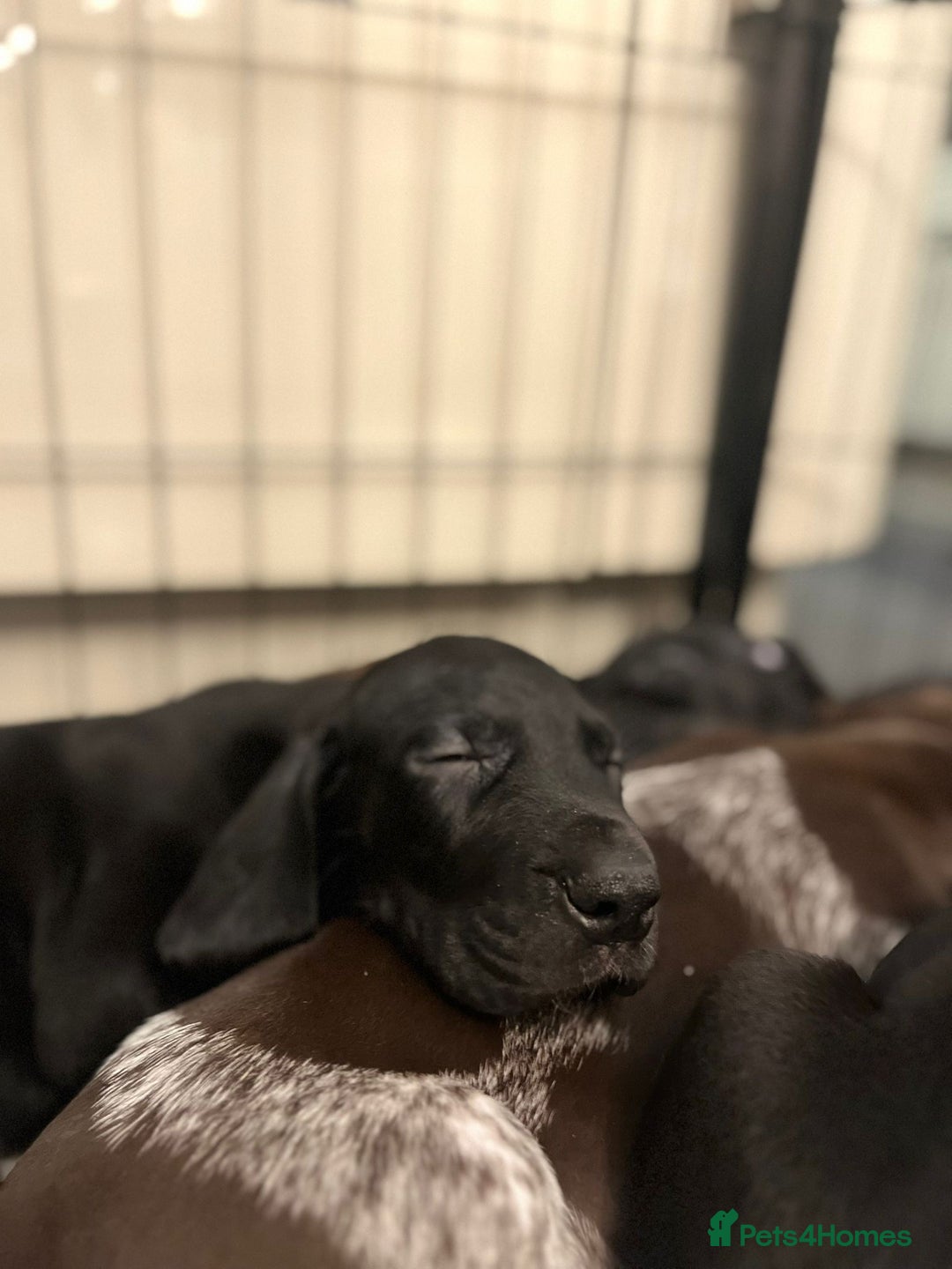 Mixed Breed dogs for sale: Well reared Quality puppies - Advert 3