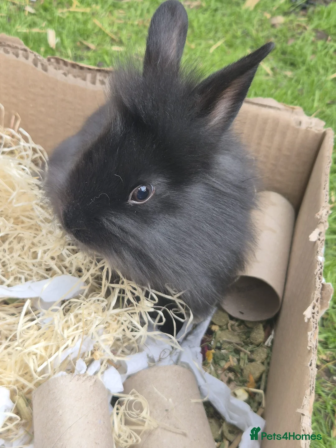 Mixed Breed rabbits for sale: Babies for sale - Advert 3