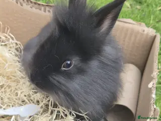 Mixed Breed rabbits Babies for sale - Advert 4