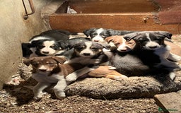 Border Collie dogs for sale: Beautiful Border Collie Puppies - Image 1