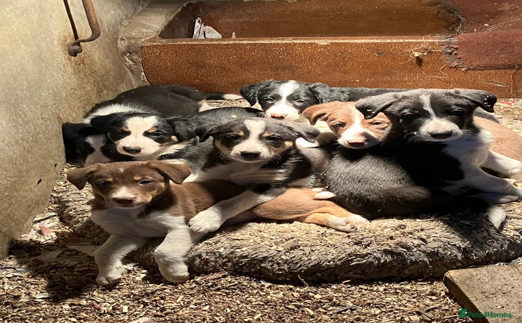 Border Collie dogs - Advert 2