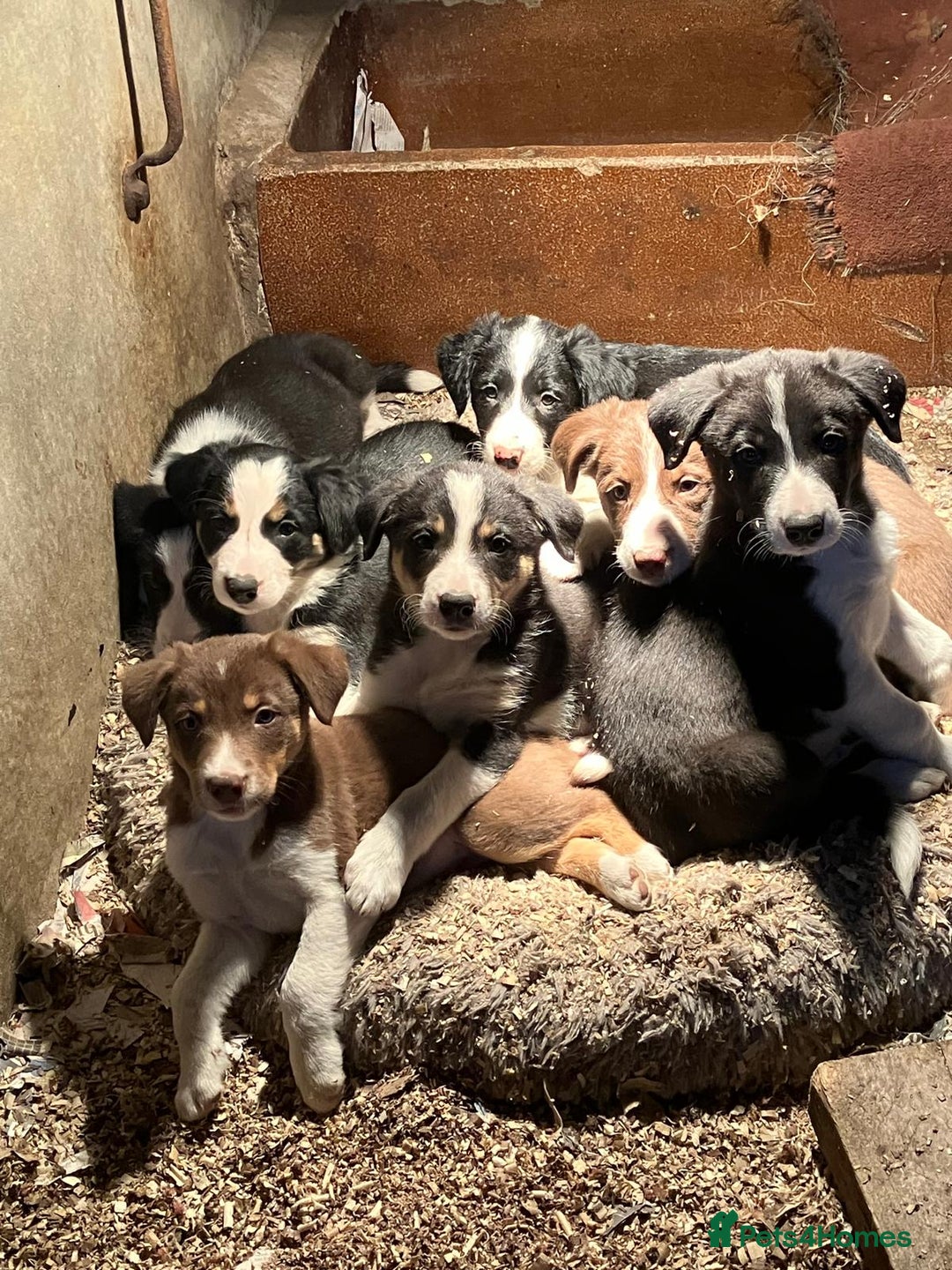 Border Collie dogs for sale: Beautiful Border Collie Puppies - Image 1