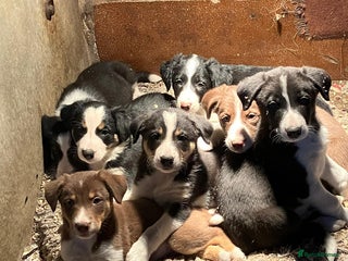 Border Collie dogs - Advert 1