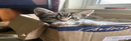 Mixed Breed cats for sale: Cute kittens - Advert 1