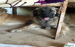 Mixed Breed dogs for adoption: 🐾🩷Superb young KATY needs a Loving Home🐾🏡 - Image 8