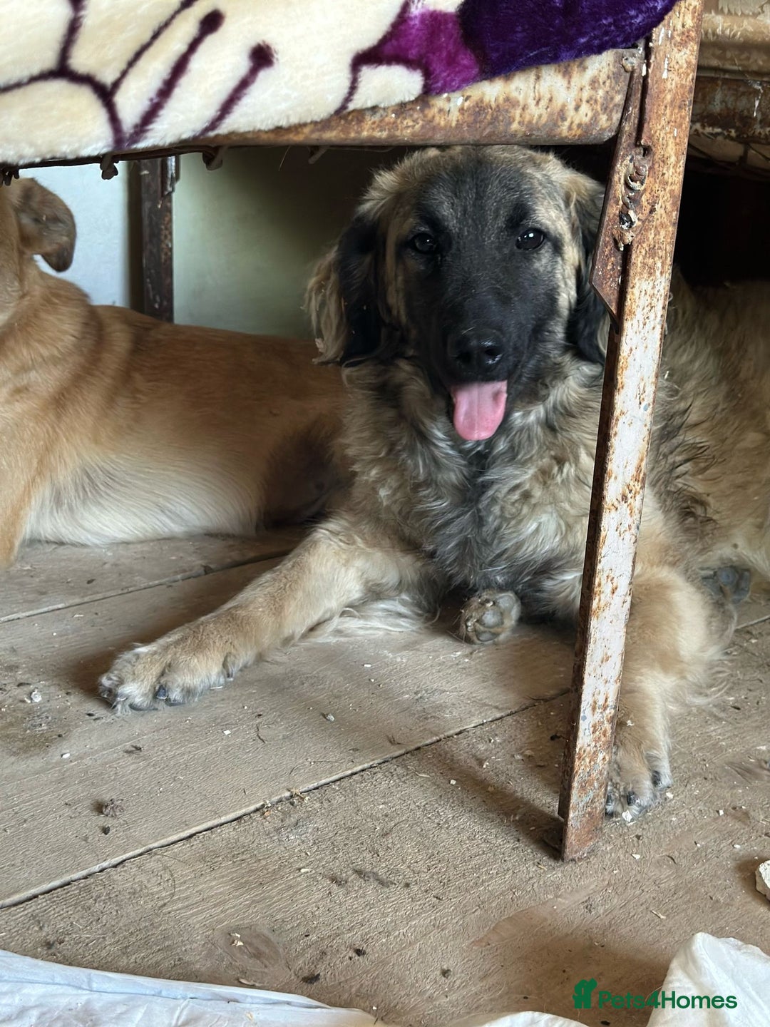 Mixed Breed dogs for adoption: 🐾🩷Superb young KATY needs a Loving Home🐾🏡 - Image 8