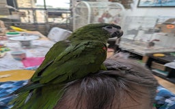 Macaws birds for sale: Ara Hahna red shouldered macaw tamed babies - Image 18