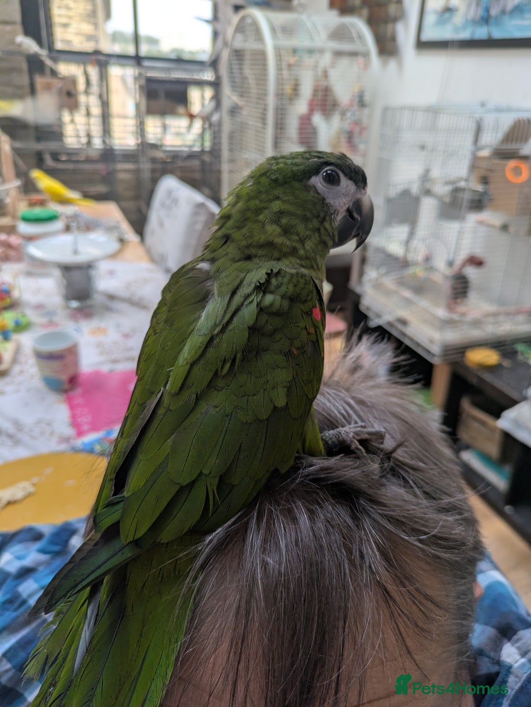 Macaws birds for sale: Ara Hahna red shouldered macaw tamed babies - Image 18