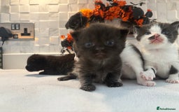 Mixed Breed cats for sale: Mixed British shorthair kittens! 🐈‍⬛  - Image 7