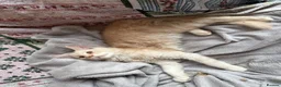 Maine Coon cats for sale: Three beautiful Maine Coon kittens - Advert 17