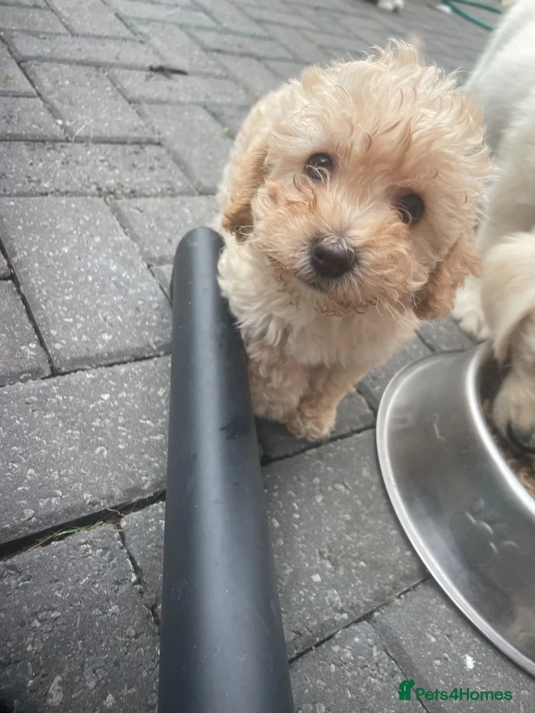 Cavapoochon dogs for sale: Cavapoochon puppies  - Advert 2