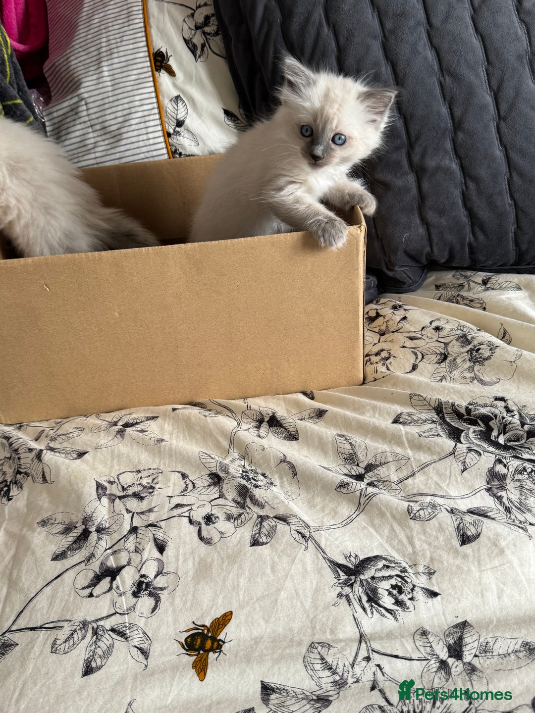 Ragdoll cats for sale: Adorable Ragdoll baby’s  - Image 28