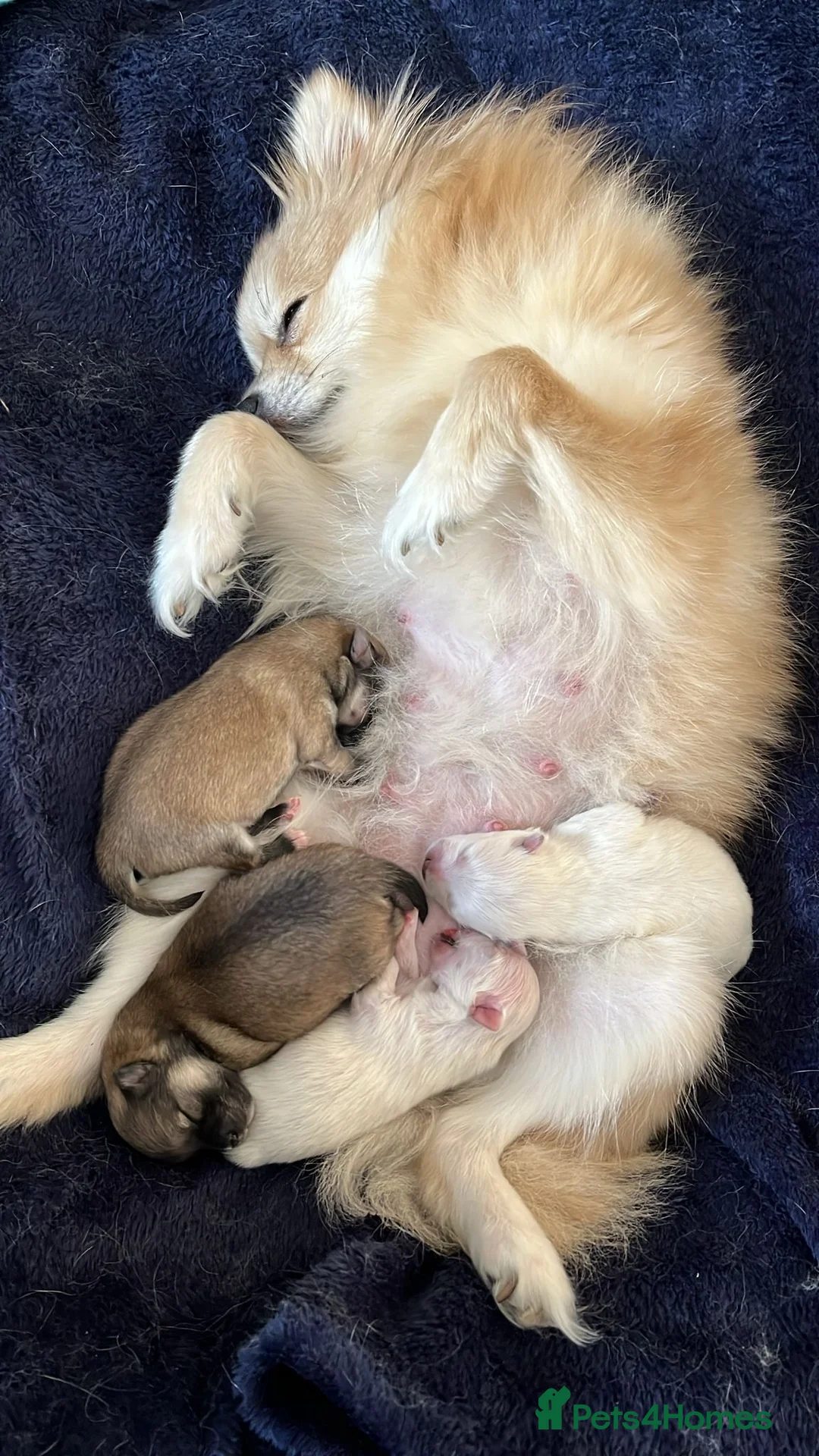 Pomeranian dogs for sale: Beautiful Male Pomeranian Puppy - Advert 2