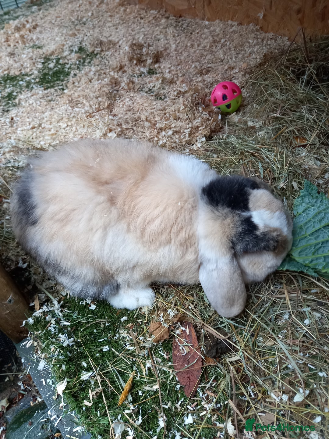 Mini Lop rabbits for sale: Mini lop baby - Image 5