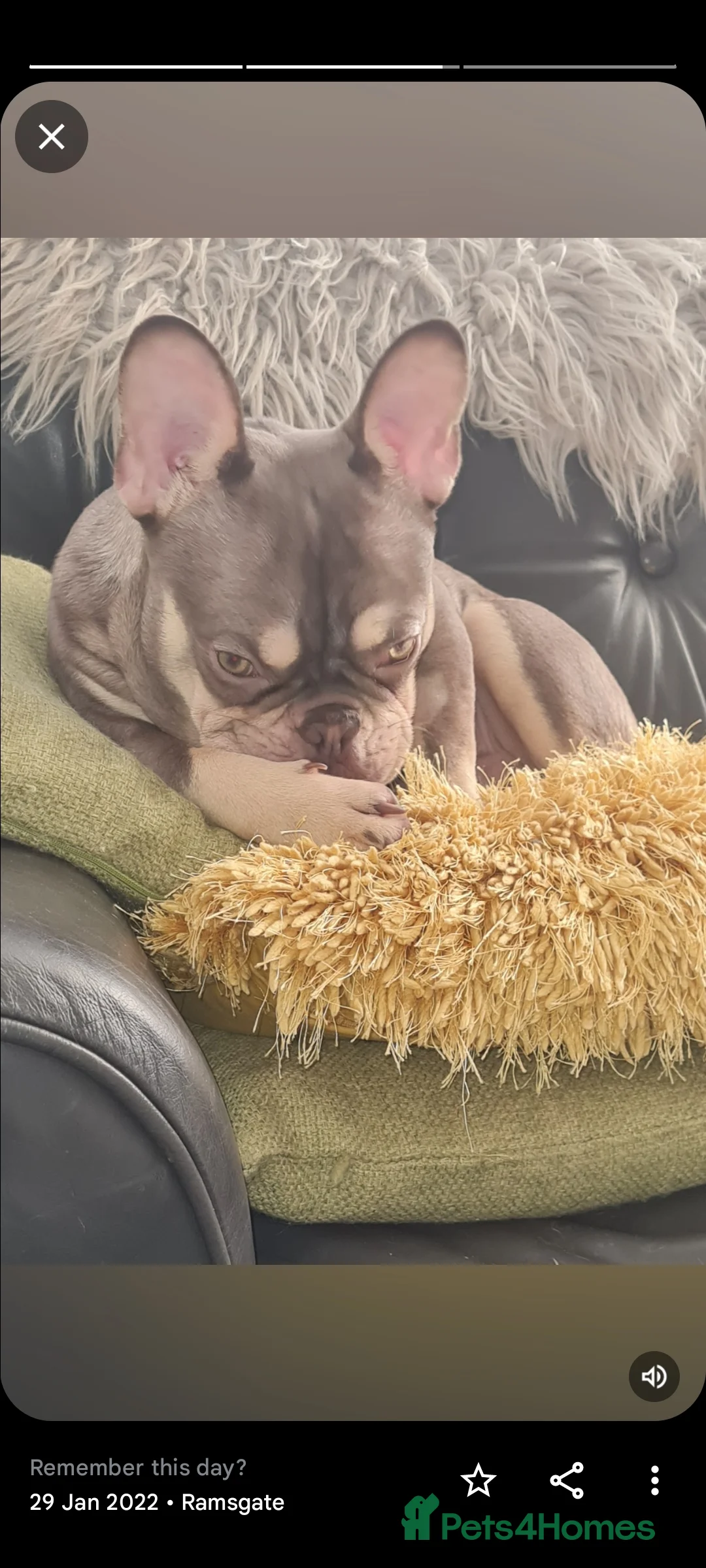 French Bulldog dogs for stud: KC TOP DRAW STUD Ramsgate  in Ramsgate - Advert 10