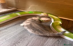 British Shorthair cats for sale: ✨British Shorthair Kittens ✨ - Image 7