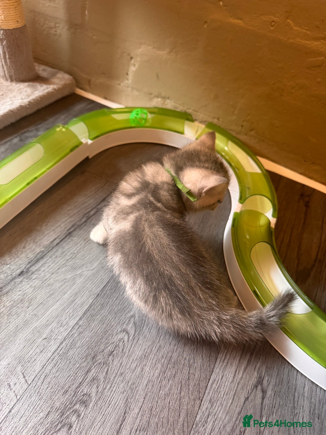 British Shorthair cats for sale: ✨British Shorthair Kittens ✨ - Image 7