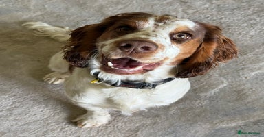 Cocker Spaniel dogs - Advert 6
