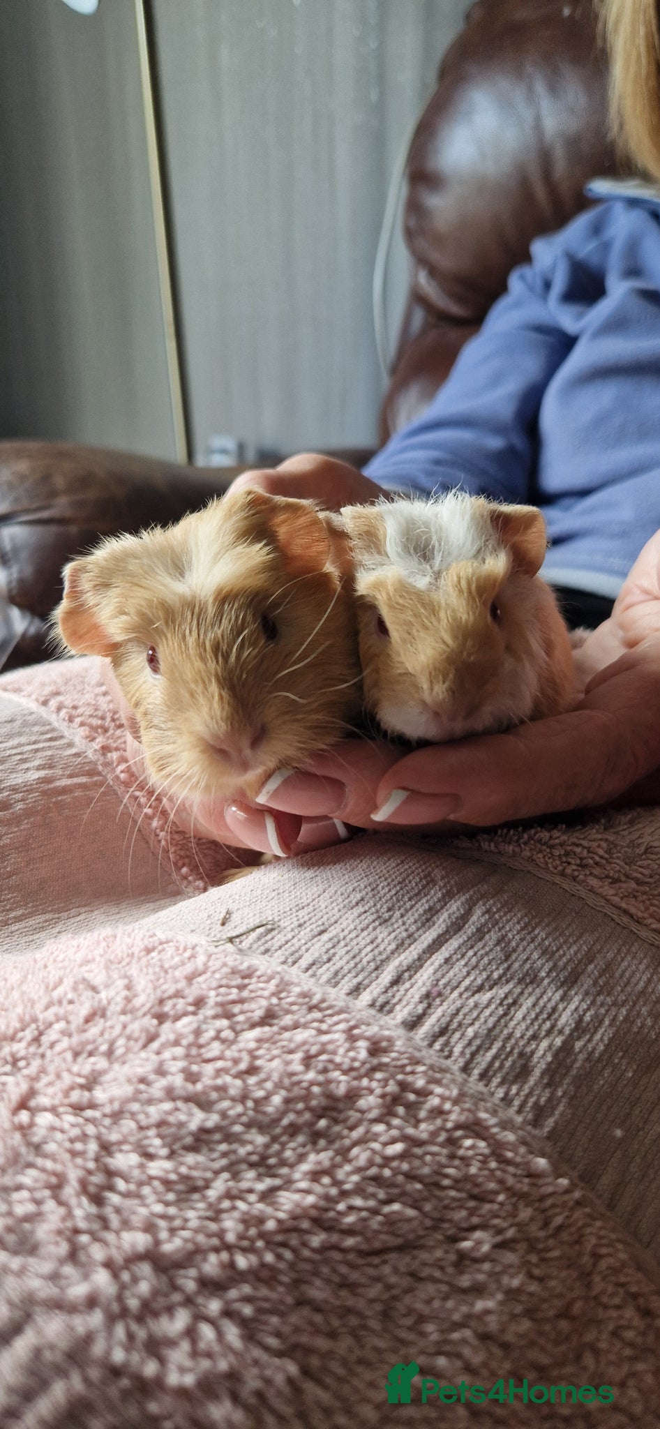 Guinea Pig rodents Two bond boys ready to go 30thjune 26 - Advert 1