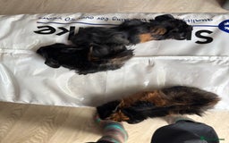 Guinea Pig rodents for sale: 8 week old and 10month old boys and girls - Image 9