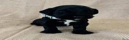 Cocker Spaniel dogs for sale: 6 Gorgeous Boys looking for their forever home. in Tilbury - Advert 5