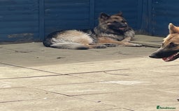 Mixed Breed dogs for sale: 9 gsd x pups for sale  - Image 8