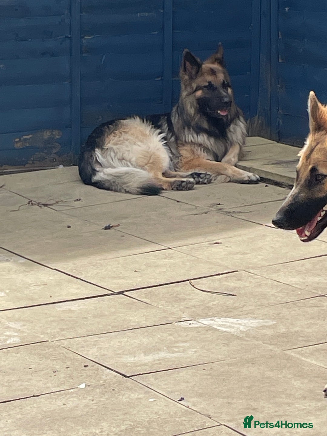 Mixed Breed dogs for sale: 9 gsd x pups for sale  - Image 8