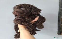Cavapoo dogs for sale: Chocolate F1B Cavapoos. Health Tested.  - Image 19