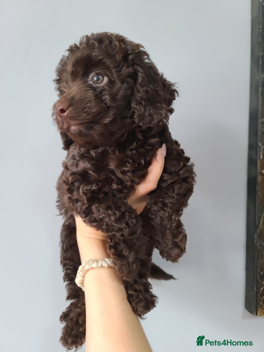Cavapoo dogs for sale: Chocolate F1B Cavapoos. Health Tested.  - Image 19
