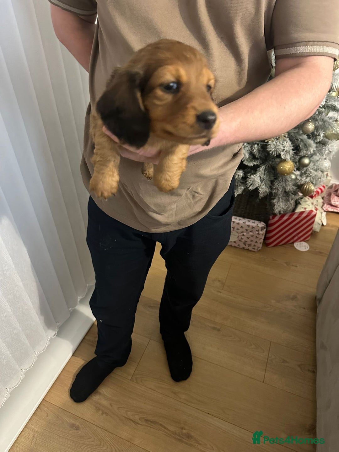 Miniature Dachshund dogs for sale: Miniature dachshunds  - Advert 6