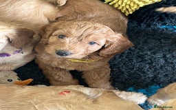Cockapoo dogs for sale: 🐾 WAITING LISTS OPEN FOR F1 COCKAPOOS 🐾 - Image 16