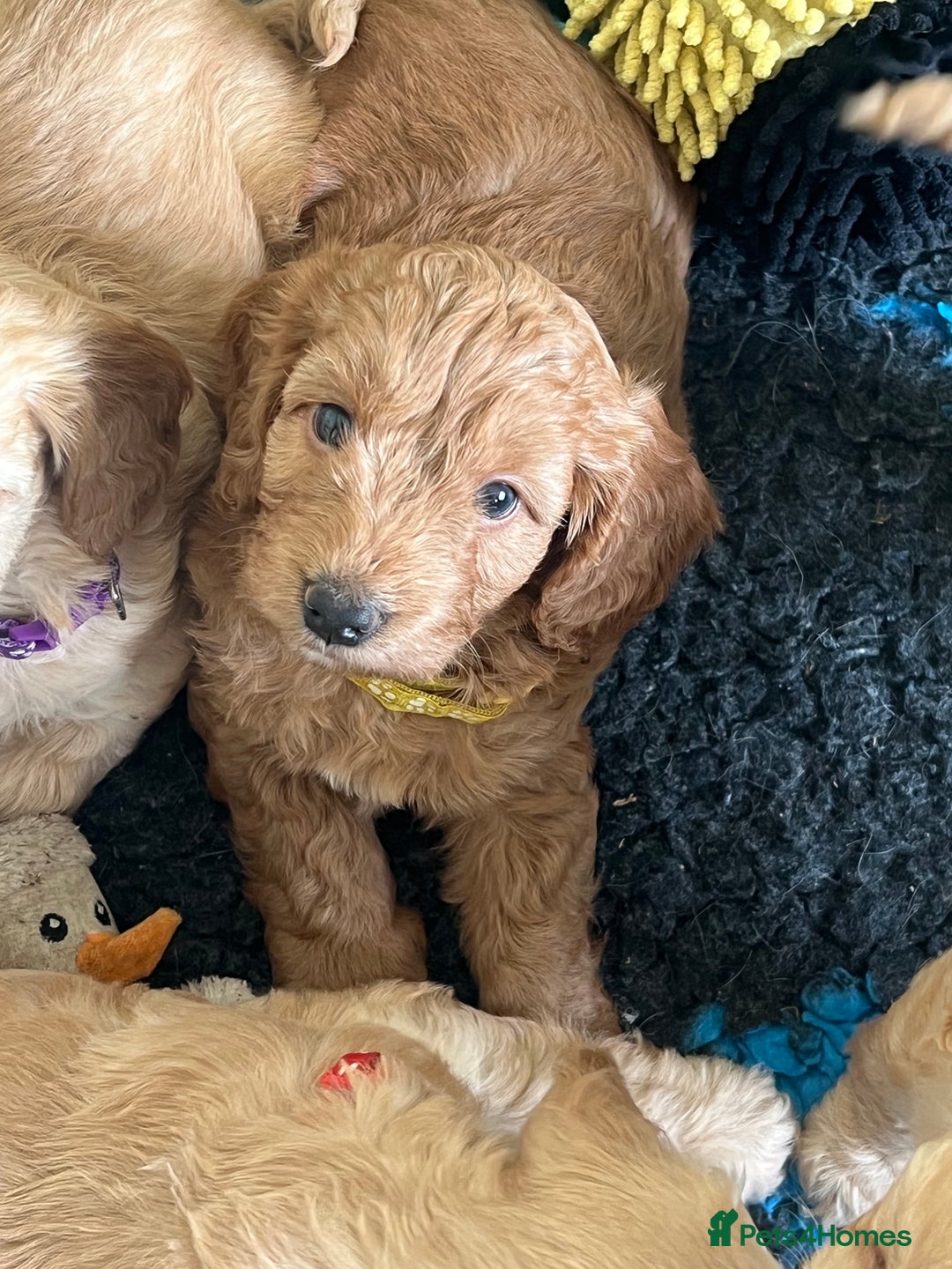 Cockapoo dogs for sale: 🐾 WAITING LISTS OPEN FOR F1 COCKAPOOS 🐾 - Image 16