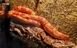 Corn Snake reptiles for sale: Young Male Corn Snake plus setup  - Advert 1