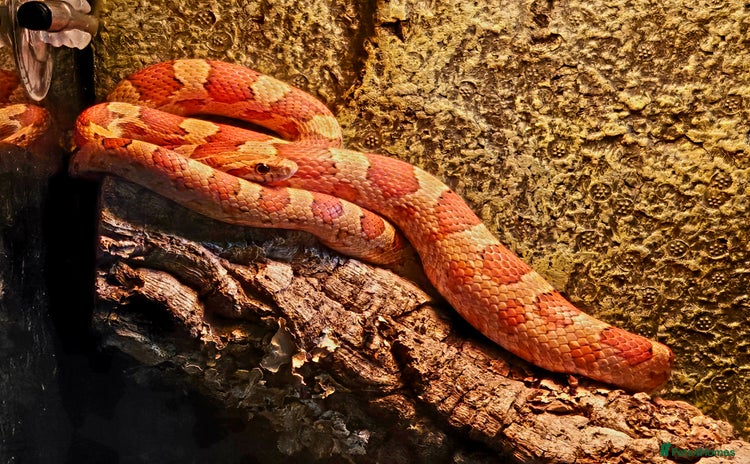Corn Snake reptiles Young Male Corn Snake plus setup  - Advert 1