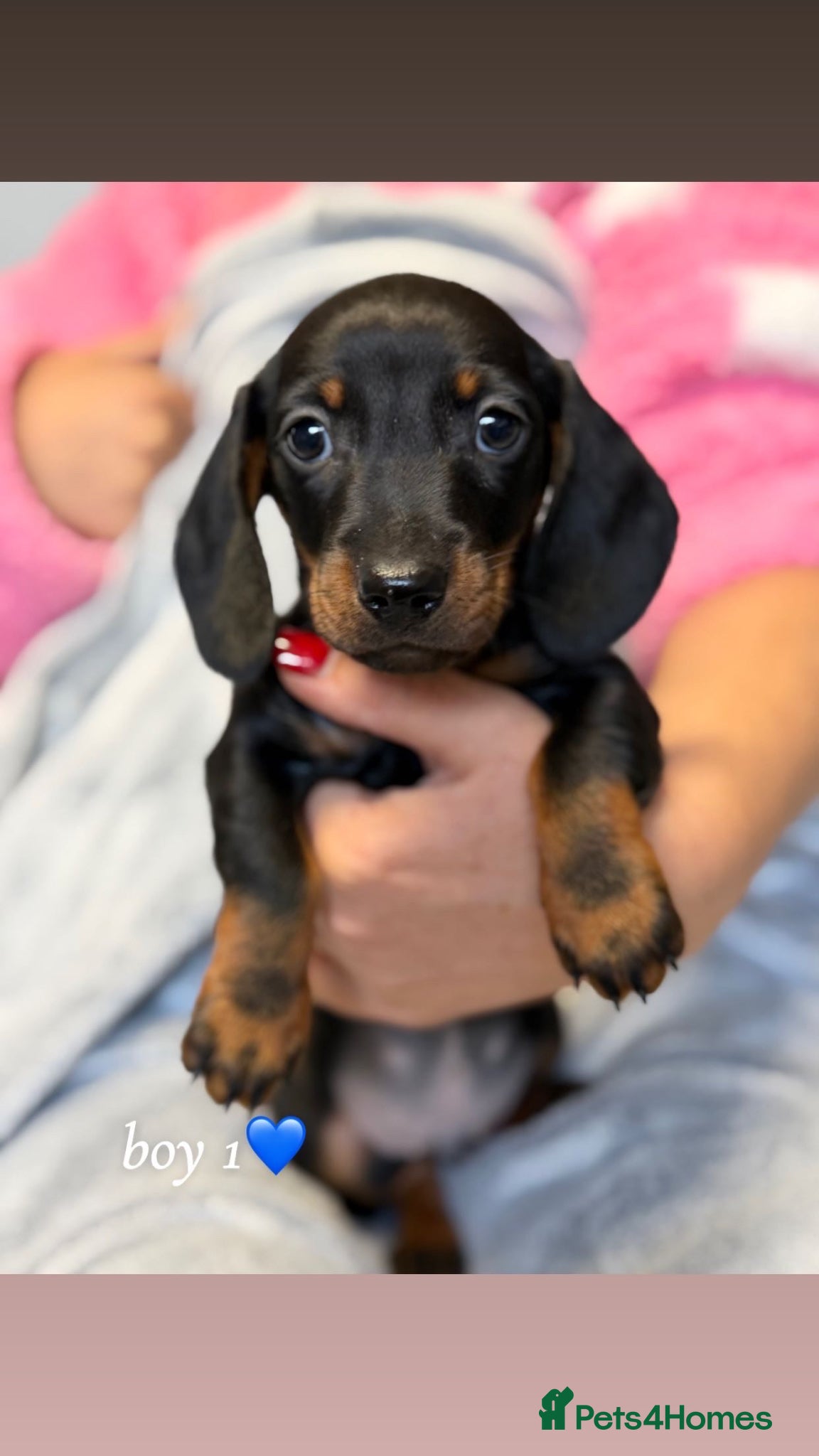 Dachshund dogs STUNNING MINIATURE DACHSHUNDS PUPPIES  - Advert 9