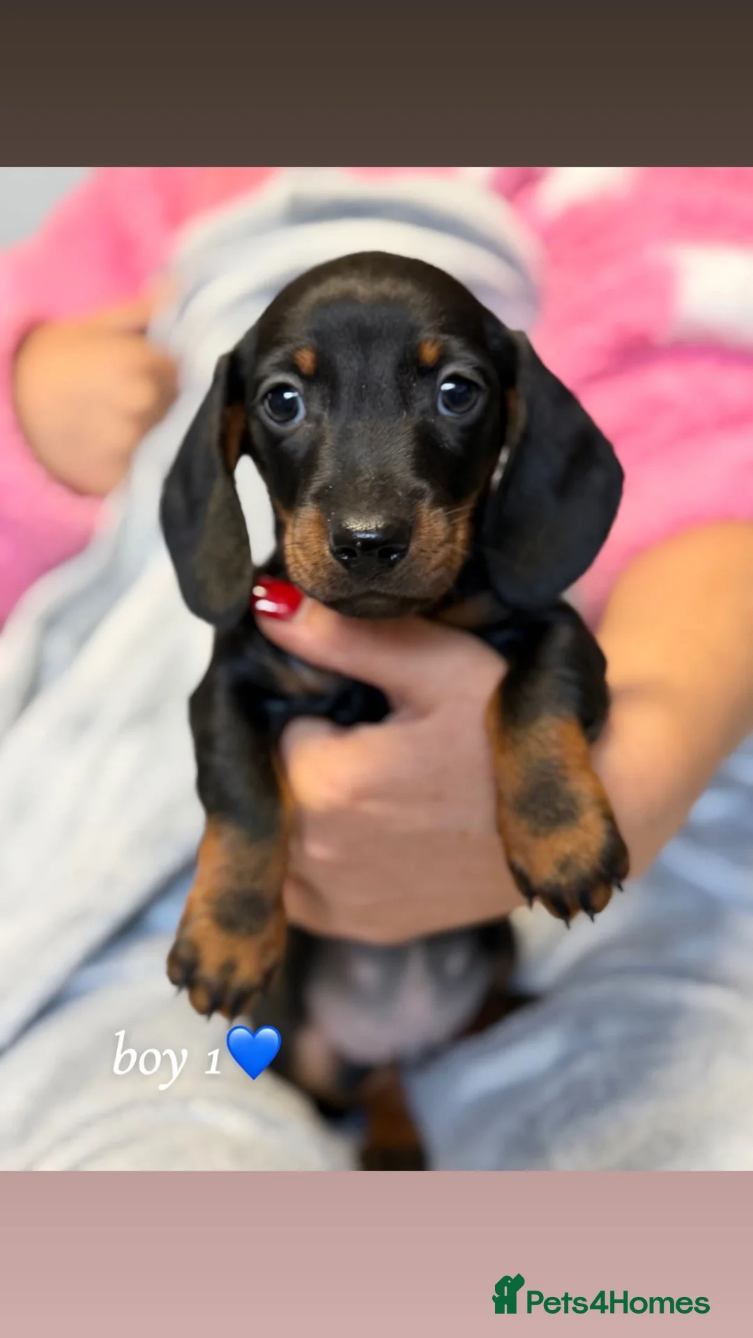 Dachshund dogs for sale: STUNNING MINIATURE DACHSHUNDS PUPPIES  - Advert 2
