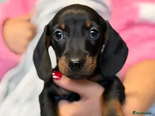 Dachshund dogs STUNNING MINIATURE DACHSHUNDS PUPPIES - Advert 9