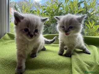 Mixed Breed cats Ragdoll/Ragdoll-Siamese Beautiful Kitten + chip - Advert 1