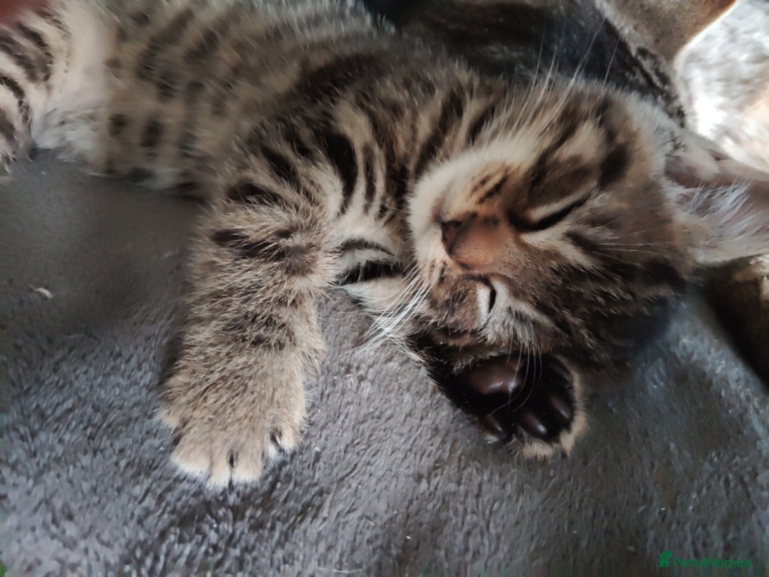 Mixed Breed cats for sale: Adorable playful kittens - Image 8