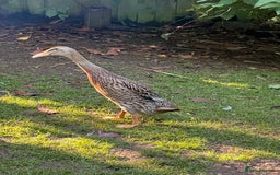 Ducks poultry for sale: Runner Ducks  - Image 1