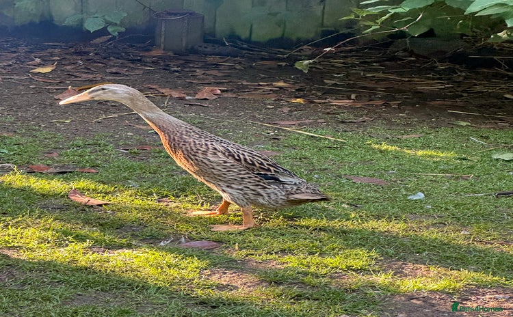 Ducks poultry - Advert 3