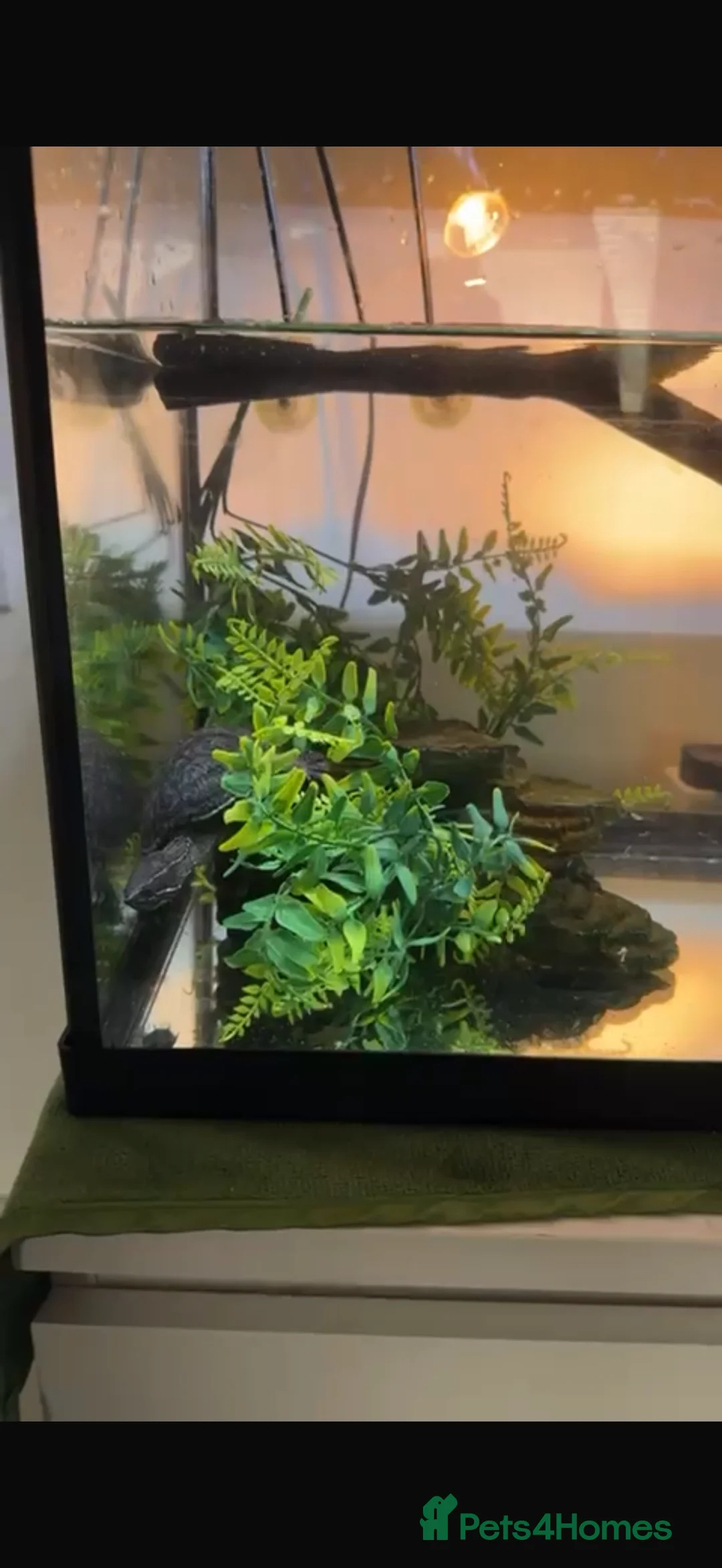 Terrapin reptiles for sale: 2 terrapins  - Advert 2