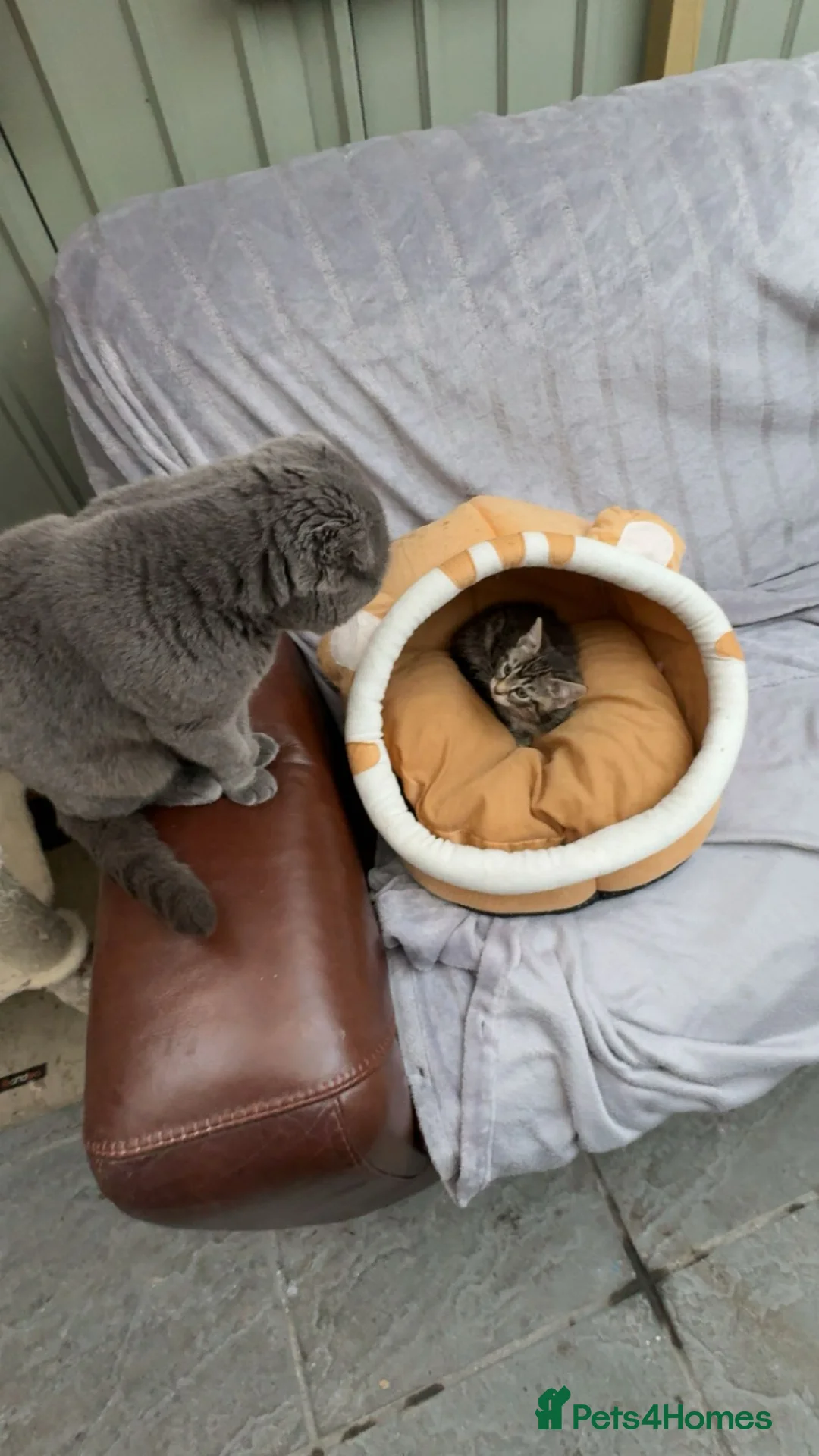 Mixed Breed cats for sale: British short hair mixed breed kittens.🩷 - Advert 2