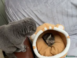 Mixed Breed cats British short hair mixed breed kittens.🩷 - Advert 8