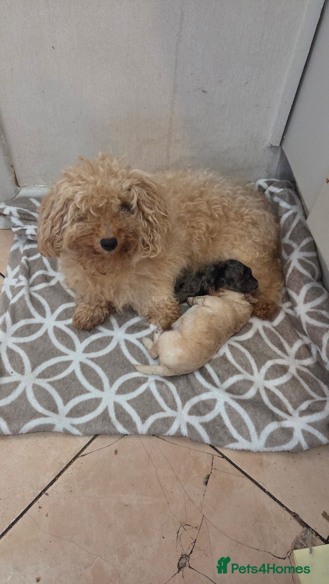 Toy Poodle dogs Toy poodle puppys - Advert 2