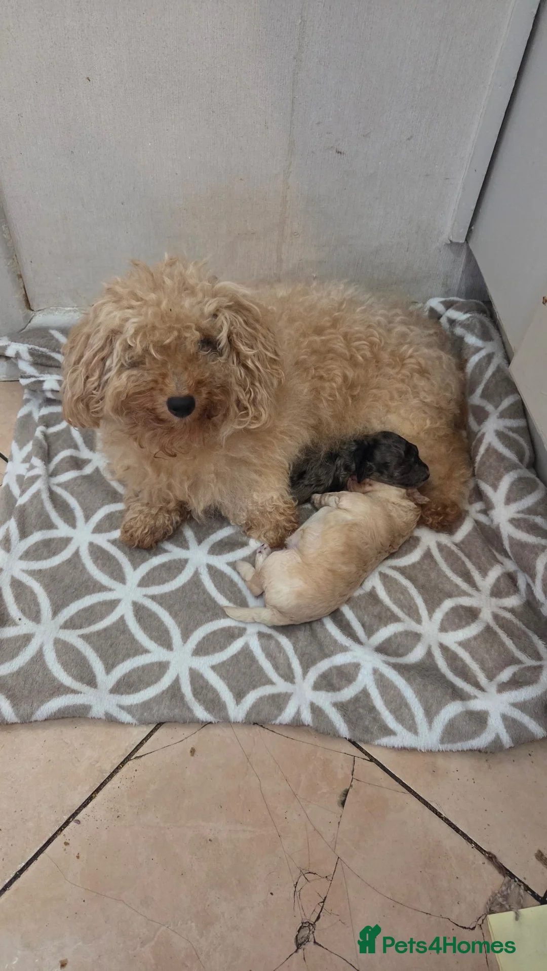 Toy Poodle dogs for sale: Toy poodle puppys - Advert 2