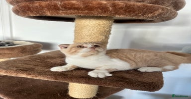 Scottish Fold cats - Advert 16